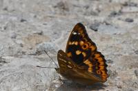 Apatura ilia ilia
