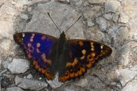 Apatura ilia ilia