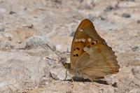 Apatura ilia ilia