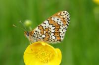Melitaea cinxia