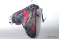 Zygaena lonicerae