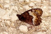 Hipparchia