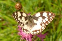 Melanargia galathea