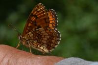 Melitaea phoebe