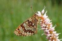 Melitaea