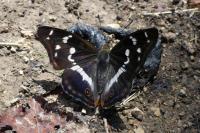 Apatura iris