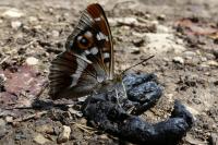 Apatura iris