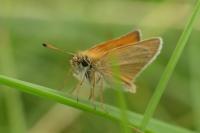 Thymelicus lineola