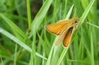 Thymelicus lineola