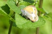 Coenonympha arcania