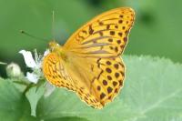 Argynnis paphia