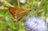 Thymelicus lineola