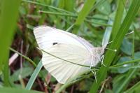 Pieris brassicae