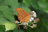 Argynnis paphia