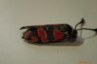 Zygaena carniolica