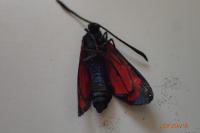 Zygaena transalpina