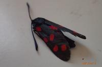 Zygaena transalpina