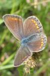Polyommatus icarus