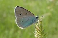 Glaucopsyche alexis