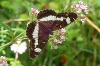 Limenitis camilla