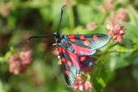 Zygaena ephialtes