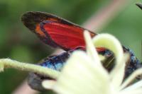 Zygaena transalpina