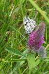 Melanargia galathea