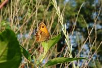 Pyronia tithonus