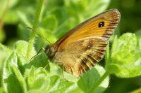 Pyronia tithonus