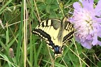 Papilio machaon