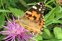 Vanessa cardui