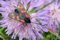 Zygaena filipendulae/transalpina