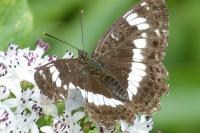 Limenitis camilla