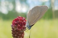 Phengaris nausithous