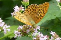 Argynnis paphia