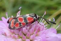 Zygaena carniolica