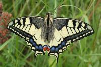 Papilio machaon