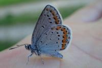 Plebejus argyrognomon