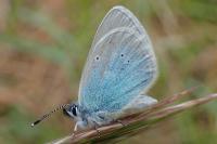 Glaucopsyche alexis