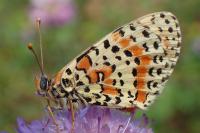 Melitaea didyma