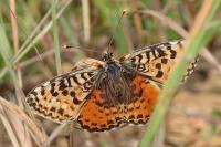 Melitaea didyma