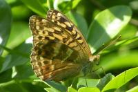 Argynnis paphia