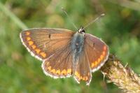 Aricia agestis