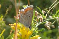 Aricia agestis