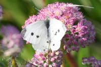 Pieris rapae