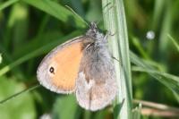 Coenonympha pamphilus