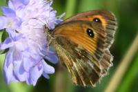 Pyronia tithonus