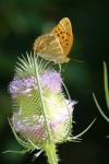 Argynnis paphia