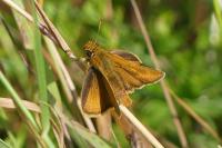 Thymelicus acteon