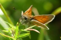 Thymelicus acteon